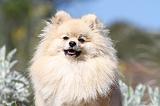 SPITZ ALLEMAND 245